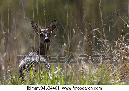 Stock Image - Alert deer (Capreolus capreolus), backlit, Naturpark Flusslandschaft Peenetal, Mecklenburg-Western Pomerania, Germany, Europe. Fotosearch