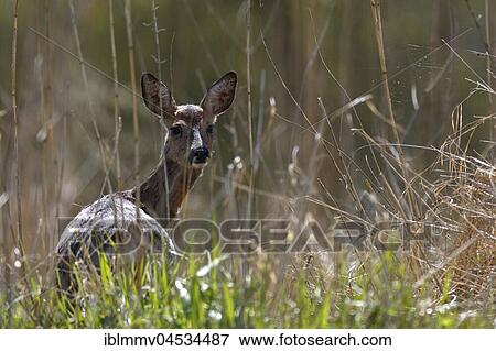Stock Photo - Alert deer (Capreolus capreolus), backlit, Naturpark Flusslandschaft Peenetal, Mecklenburg-Western Pomerania, Germany, Europe. Fotosearch