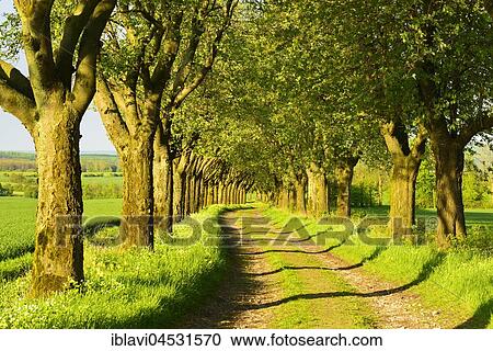 Stock Image - Alley in the evening light, Swedish whitebeam (Sorbus intermedia), country lane, Eichsfeld, Thuringia, Germany, Europe. Fotosearch