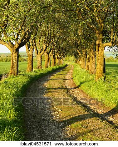 Stock Image - Alley in the evening light, Swedish whitebeam (Sorbus intermedia), country lane, Eichsfeld, Thuringia, Germany, Europe. Fotosearch