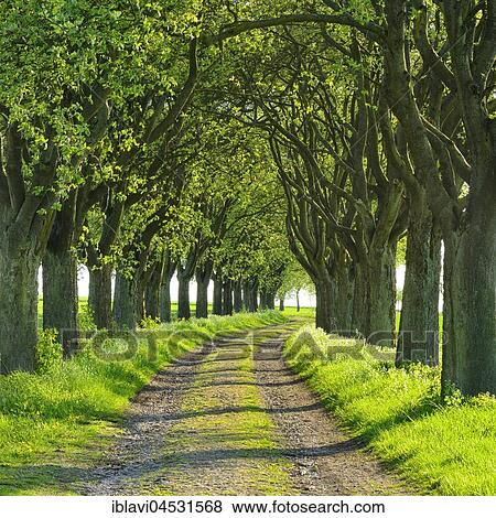 Stock Photo - Alley in the evening light, Swedish whitebeam (Sorbus intermedia), country lane, Eichsfeld, Thuringia, Germany, Europe. Fotosearch