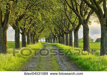 Stock Photo - Alley in the evening light, Swedish whitebeam (Sorbus intermedia), country lane, Eichsfeld, Thuringia, Germany, Europe. Fotosearch