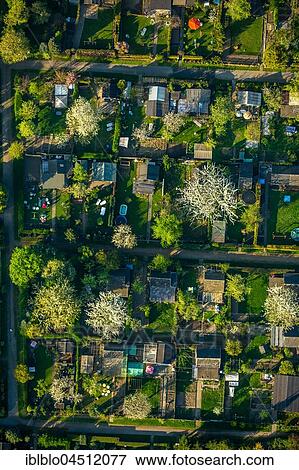 Allotment gardens Nauheimer street, flowering trees, Duisburg, Ruhr area, North Rhine-Westphalia, Germany, Europe View Large Photo Image Stock Photo - Allotment gardens Nauheimer street, flowering trees, Duisburg, Ruhr area, North Rhine-Westphalia, Germany, Europe. Fotosearch