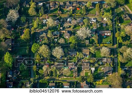 Stock Photograph - Allotment gardens Nauheimer street, flowering trees, Duisburg, Ruhr area, North Rhine-Westphalia, Germany, Europe. Fotosearch