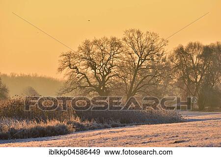 Alluvial Landscape with Ripening at Sunrise, Winter, Biosphere Reserve Middle Elbe, Saxony-Anhalt, Germany, Europe View Large Photo Image Stock Photo - Alluvial Landscape with Ripening at Sunrise, Winter, Biosphere Reserve Middle Elbe, Saxony-Anhalt, Germany, Europe. Fotosearch