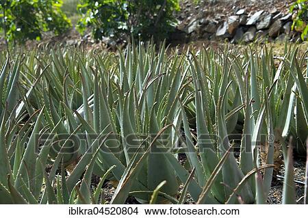 Aloe Vera, plantation, Pajara, Fuerteventura, Canary Islands, Spain, Europe View Large Photo Image Picture - Aloe Vera, plantation, Pajara, Fuerteventura, Canary Islands, Spain, Europe. Fotosearch