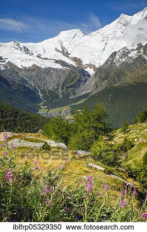 Stock Image - Alphubel, 4206m, Täschhorn, 4491m, Saas Fee, Valais, Switzerland, Täschhorn, Europe. Fotosearch