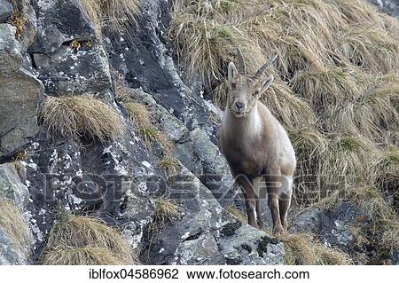Alpine Ibex (Capra Ibex), female, Tyrol, Austria, Europe View Large Photo Image Stock Image - Alpine Ibex (Capra Ibex), female, Tyrol, Austria, Europe. Fotosearch