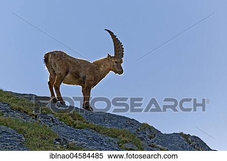 Alpine Ibex (Capra ibex), male, Hohe Tauern National Park, Carinthia, Austria, Europe View Large Photo Image Stock Photography - Alpine Ibex (Capra ibex), male, Hohe Tauern National Park, Carinthia, Austria, Europe. Fotosearch