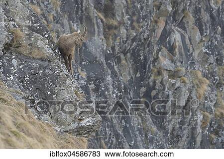 Alpine Ibex (Capra Ibex), young ibex, Tyrol, Austria, Europe View Large Photo Image Stock Image - Alpine Ibex (Capra Ibex), young ibex, Tyrol, Austria, Europe. Fotosearch