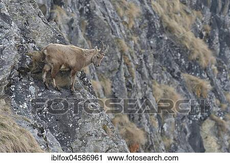 Alpine Ibex (Capra Ibex), young ibex, Tyrol, Austria, Europe View Large Photo Image Stock Image - Alpine Ibex (Capra Ibex), young ibex, Tyrol, Austria, Europe. Fotosearch