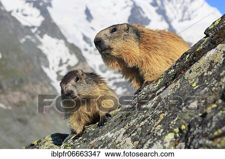 Alpine Marmot (Marmota marmota), Alpine Marmot View Large Photo Image Stock Photo - Alpine Marmot (Marmota marmota), Alpine Marmot. Fotosearch