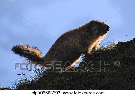 Alpine Marmot (Marmota marmota), Alpine Marmot View Large Photo Image Stock Photo - Alpine Marmot (Marmota marmota), Alpine Marmot. Fotosearch