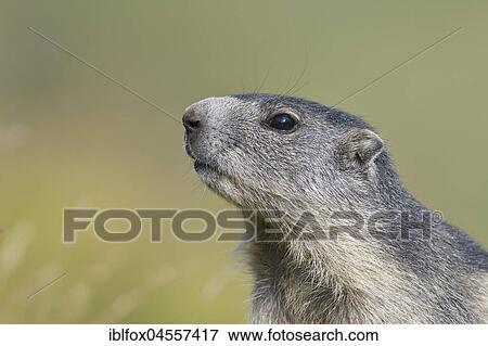 Alpine Marmot (Marmota marmota), animal portrait, young animal, National Park Hohe Tauern, Carinthia, Austria, Europe View Large Photo Image Stock Photo - Alpine Marmot (Marmota marmota), animal portrait, young animal, National Park Hohe Tauern, Carinthia, Austria, Europe. Fotosearch