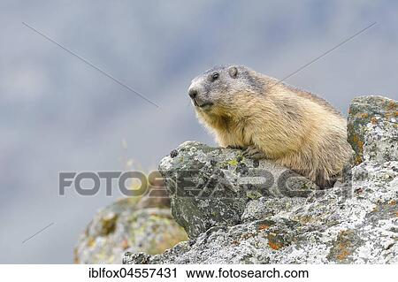Alpine Marmot (Marmota marmota) on rocks, National Park Hohe Tauern, Carinthia, Austria, Europe View Large Photo Image Stock Image - Alpine Marmot (Marmota marmota) on rocks, National Park Hohe Tauern, Carinthia, Austria, Europe. Fotosearch