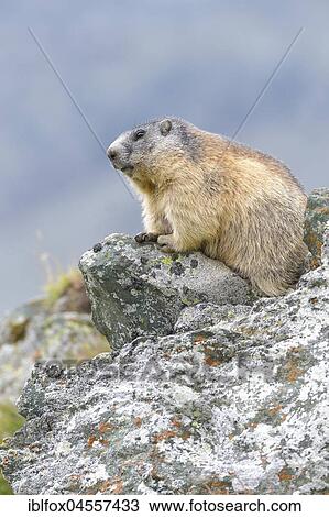Stock Image - Alpine Marmot (Marmota marmota) on rocks, National Park Hohe Tauern, Carinthia, Austria, Europe. Fotosearch