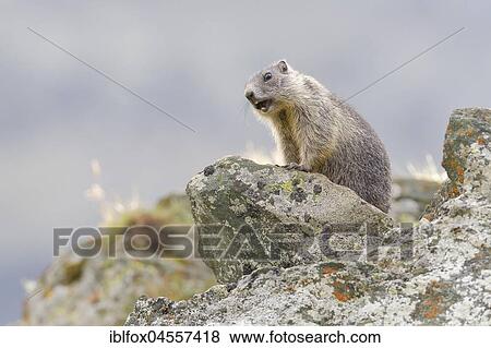 Stock Photo - Alpine Marmot (Marmota marmota) on rocks, young animal whistling, warning sign, national park Hohe Tauern, Carinthia, Austria, Europe. Fotosearch