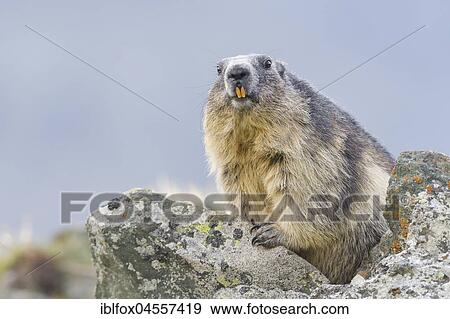 Alpine Marmot (Marmota marmota) on rocks, animal portrait, national park Hohe Tauern, Carinthia, Austria, Europe View Large Photo Image Stock Photo - Alpine Marmot (Marmota marmota) on rocks, animal portrait, national park Hohe Tauern, Carinthia, Austria, Europe. Fotosearch