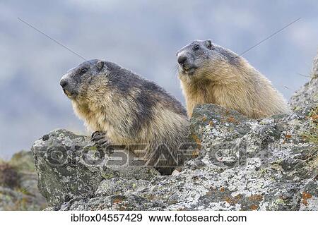 Alpine Marmot (Marmota marmota) on rocks, National Park Hohe Tauern, Carinthia, Austria, Europe View Large Photo Image Stock Photo - Alpine Marmot (Marmota marmota) on rocks, National Park Hohe Tauern, Carinthia, Austria, Europe. Fotosearch