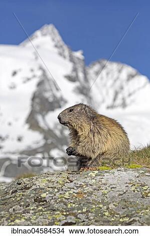 Alpine marmot (Marmota marmota), Kaiser-Franz-Josefs-Höhe, High Tauern National Park, Carinthia, Austria, Europe View Large Photo Image Picture - Alpine marmot (Marmota marmota), Kaiser-Franz-Josefs-Höhe, High Tauern National Park, Carinthia, Austria, Europe. Fotosearch