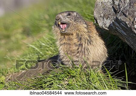 Alpine marmot (Marmota marmota), Kaiser-Franz-Josefs-Höhe, High Tauern National Park, Carinthia, Austria, Europe View Large Photo Image Picture - Alpine marmot (Marmota marmota), Kaiser-Franz-Josefs-Höhe, High Tauern National Park, Carinthia, Austria, Europe. Fotosearch