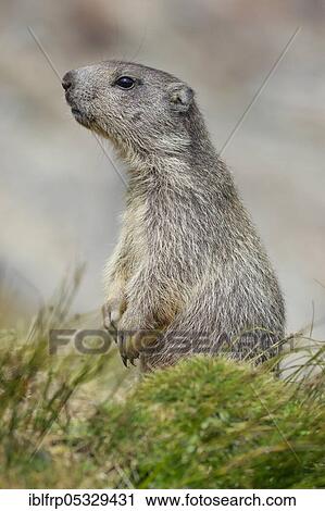 Stock Image - Alpine Marmot, Marmota marmota, Switzerland, Europe. Fotosearch