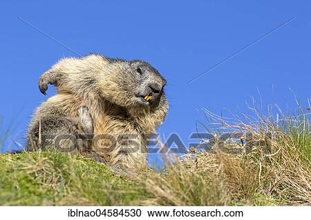 Alpine marmot (Marmota marmota), Kaiser-Franz-Josefs-Höhe, High Tauern National Park, Carinthia, Austria, Europe View Large Photo Image Stock Image - Alpine marmot (Marmota marmota), Kaiser-Franz-Josefs-Höhe, High Tauern National Park, Carinthia, Austria, Europe. Fotosearch