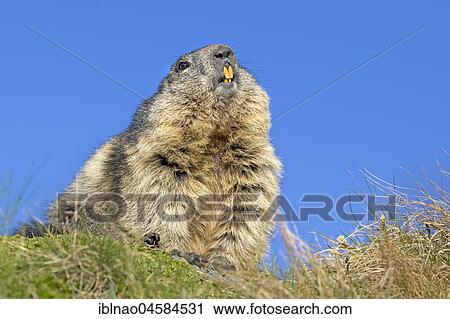Alpine marmot (Marmota marmota), Kaiser-Franz-Josefs-Höhe, High Tauern National Park, Carinthia, Austria, Europe View Large Photo Image Stock Image - Alpine marmot (Marmota marmota), Kaiser-Franz-Josefs-Höhe, High Tauern National Park, Carinthia, Austria, Europe. Fotosearch