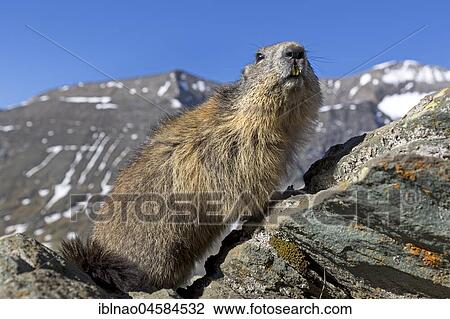 Alpine marmot (Marmota marmota), Kaiser-Franz-Josefs-Höhe, High Tauern National Park, Carinthia, Austria, Europe View Large Photo Image Stock Image - Alpine marmot (Marmota marmota), Kaiser-Franz-Josefs-Höhe, High Tauern National Park, Carinthia, Austria, Europe. Fotosearch