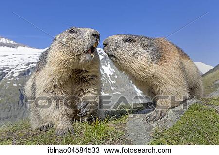 Alpine marmot (Marmota marmota), Kaiser-Franz-Josefs-Höhe, High Tauern National Park, Carinthia, Austria, Europe View Large Photo Image Stock Image - Alpine marmot (Marmota marmota), Kaiser-Franz-Josefs-Höhe, High Tauern National Park, Carinthia, Austria, Europe. Fotosearch
