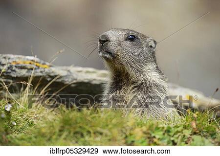 Alpine Marmot, Marmota marmota, Switzerland, Europe View Large Photo Image Stock Photo - Alpine Marmot, Marmota marmota, Switzerland, Europe. Fotosearch