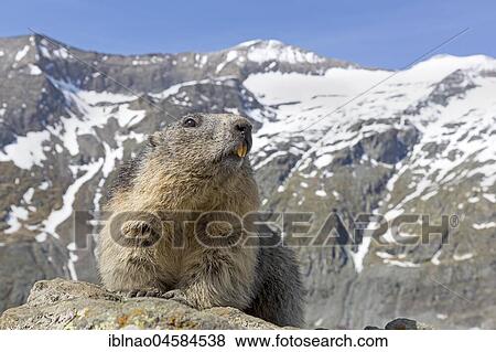 Alpine marmot (Marmota marmota), Kaiser-Franz-Josefs-Höhe, High Tauern National Park, Carinthia, Austria, Europe View Large Photo Image Stock Photo - Alpine marmot (Marmota marmota), Kaiser-Franz-Josefs-Höhe, High Tauern National Park, Carinthia, Austria, Europe. Fotosearch