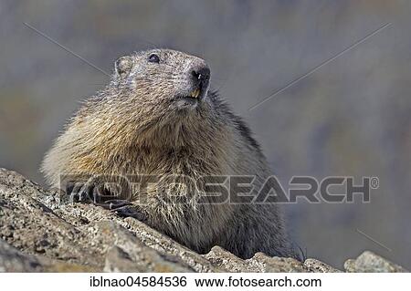 Alpine marmot (Marmota marmota), Kaiser-Franz-Josefs-Höhe, High Tauern National Park, Carinthia, Austria, Europe View Large Photo Image Stock Photograph - Alpine marmot (Marmota marmota), Kaiser-Franz-Josefs-Höhe, High Tauern National Park, Carinthia, Austria, Europe. Fotosearch