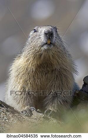 Stock Photography - Alpine marmot (Marmota marmota), Kaiser-Franz-Josefs-Höhe, High Tauern National Park, Carinthia, Austria, Europe. Fotosearch