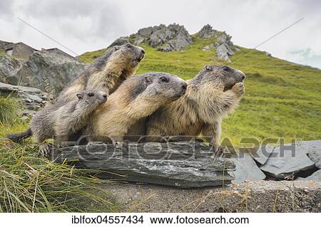 Alpine Marmots (Marmota marmota) on rocks, National Park Hohe Tauern, Carinthia, Austria, Europe View Large Photo Image Picture - Alpine Marmots (Marmota marmota) on rocks, National Park Hohe Tauern, Carinthia, Austria, Europe. Fotosearch