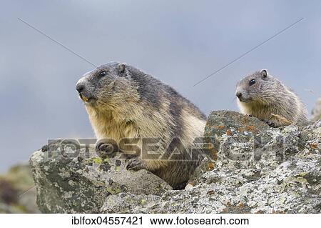 Alpine Marmots (Marmota marmota) on rockss, old animal and young animals, National Park Hohe Tauern, Carinthia, Austria, Europe View Large Photo Image Stock Image - Alpine Marmots (Marmota marmota) on rockss, old animal and young animals, National Park Hohe Tauern, Carinthia, Austria, Europe. Fotosearch