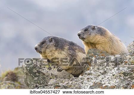 Alpine Marmots (Marmota marmota) on rocks, National Park Hohe Tauern, Carinthia, Austria, Europe View Large Photo Image Stock Photo - Alpine Marmots (Marmota marmota) on rocks, National Park Hohe Tauern, Carinthia, Austria, Europe. Fotosearch