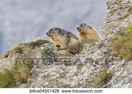 Alpine Marmots (Marmota marmota) on rocks, National Park Hohe Tauern, Carinthia, Austria, Europe View Large Photo Image Stock Photo - Alpine Marmots (Marmota marmota) on rocks, National Park Hohe Tauern, Carinthia, Austria, Europe. Fotosearch