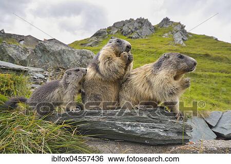 Alpine Marmots (Marmota marmota) on rocks, National Park Hohe Tauern, Carinthia, Austria, Europe View Large Photo Image Stock Photograph - Alpine Marmots (Marmota marmota) on rocks, National Park Hohe Tauern, Carinthia, Austria, Europe. Fotosearch