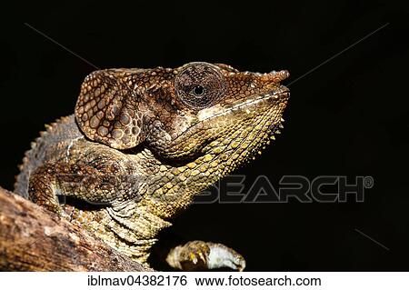 Amber Mountain chameleon (Calumma amber), Amber Mountain National Park, Madagascar, Africa View Large Photo Image Stock Photograph - Amber Mountain chameleon (Calumma amber), Amber Mountain National Park, Madagascar, Africa. Fotosearch