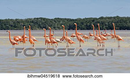 American flamingos (Phoenicopterus ruber), colony standing in water, near Celestun, Yucatan, Mexico, Central America View Large Photo Image Stock Photo - American flamingos (Phoenicopterus ruber), colony standing in water, near Celestun, Yucatan, Mexico, Central America. Fotosearch