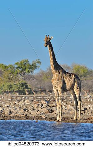 Angolan giraffe (Giraffa camelopardalis angolensis), adult female standing at waterhole, herd of blacked-faced impalas (Aepyceros melampus petersi) at back, Etosha National Park, Namibia, Africa View Large Photo Image Stock Image - Angolan giraffe (Giraffa camelopardalis angolensis), adult female standing at waterhole, herd of blacked-faced impalas (Aepyceros melampus petersi) at back, Etosha National Park, Namibia, Africa. Fotosearch
