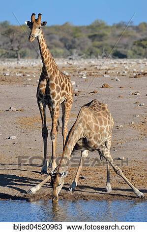 Angolan giraffes (Giraffa camelopardalis angolensis), drinking at waterhole, Etosha National Park, Namibia, Africa View Large Photo Image Stock Image - Angolan giraffes (Giraffa camelopardalis angolensis), drinking at waterhole, Etosha National Park, Namibia, Africa. Fotosearch