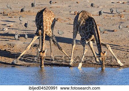 Angolan giraffes (Giraffa camelopardalis angolensis) drinking at waterhole, helmeted guineafowls (Numida meleagris) at back, Etosha National Park, Namibia, Africa View Large Photo Image Stock Image - Angolan giraffes (Giraffa camelopardalis angolensis) drinking at waterhole, helmeted guineafowls (Numida meleagris) at back, Etosha National Park, Namibia, Africa. Fotosearch