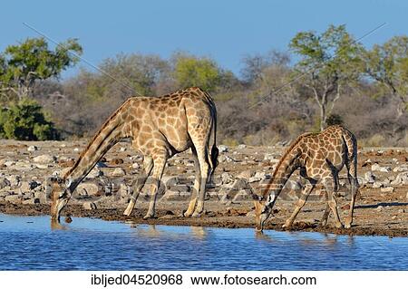 Angolan giraffes (Giraffa camelopardalis), mother with young drinking at waterhole, Etosha National Park, Namibia, Africa View Large Photo Image Stock Photo - Angolan giraffes (Giraffa camelopardalis), mother with young drinking at waterhole, Etosha National Park, Namibia, Africa. Fotosearch