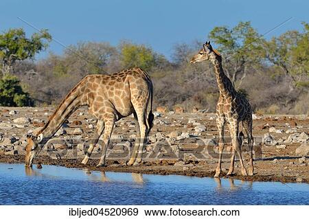 Stock Photo - Angolan giraffes (Giraffa camelopardalis), mother with young drinking at waterhole, Etosha National Park, Namibia, Africa. Fotosearch