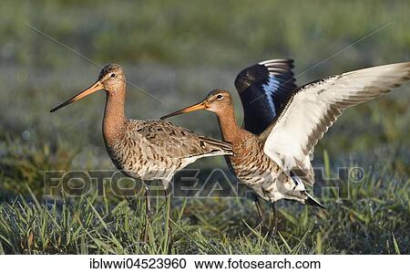 Animal pair black-tailed godwits (Limosa limosa), meadow, Lake Dümmer See, Mecklenburg-Western Pomerania, Germany, Europe View Large Photo Image Stock Image - Animal pair black-tailed godwits (Limosa limosa), meadow, Lake Dümmer See, Mecklenburg-Western Pomerania, Germany, Europe. Fotosearch