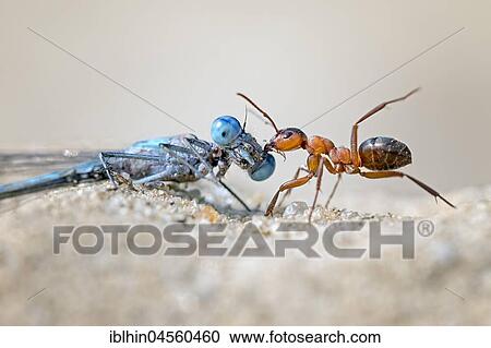 Ant with captured dragonfly as food, Eurasian Bluet (Coenagrion), Middle Elbe Biosphere Reserve, Saxony-Anhalt, Germany, Europe View Large Photo Image Stock Image - Ant with captured dragonfly as food, Eurasian Bluet (Coenagrion), Middle Elbe Biosphere Reserve, Saxony-Anhalt, Germany, Europe. Fotosearch