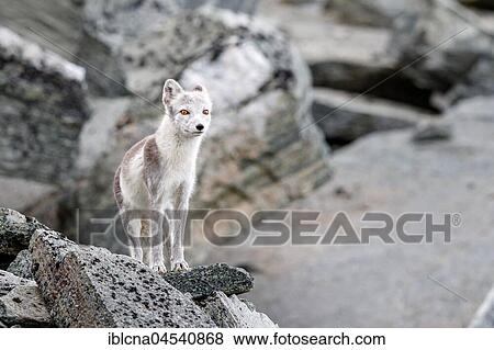 Stock Photo - Arctic fox (Vulpes lagopus), amongst rocks, Dovrefjell-Sunndalsfjella National Park, Norway, Europe. Fotosearch
