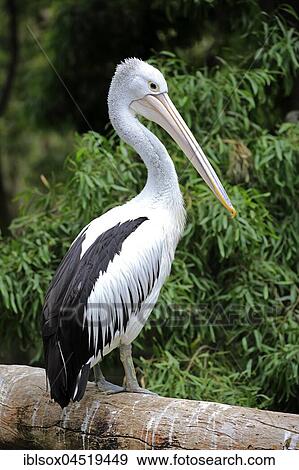 Australian pelican (Pelecanus conspicillatus), Kangaroo Island, South Australia, Australia, Oceania View Large Photo Image Stock Photo - Australian pelican (Pelecanus conspicillatus), Kangaroo Island, South Australia, Australia, Oceania. Fotosearch